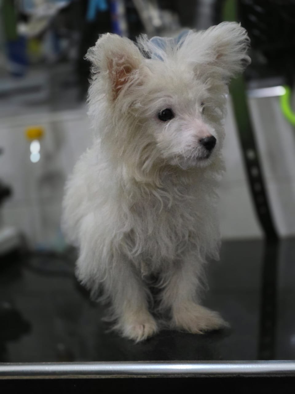 Personalized veterinary treatment