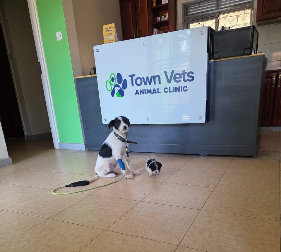 Comfortable veterinary clinic environment
