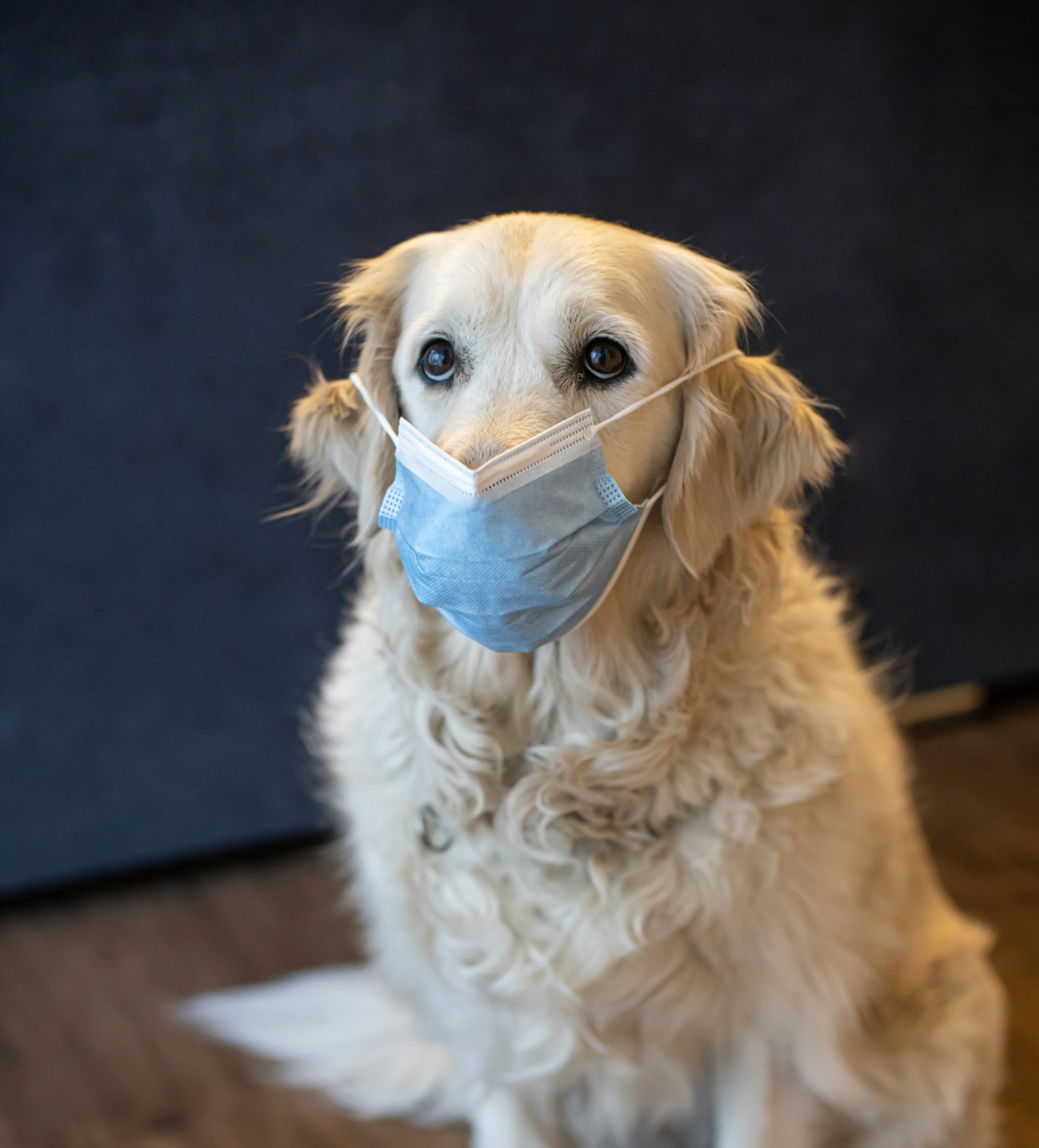 Veterinary consultation and wellness care