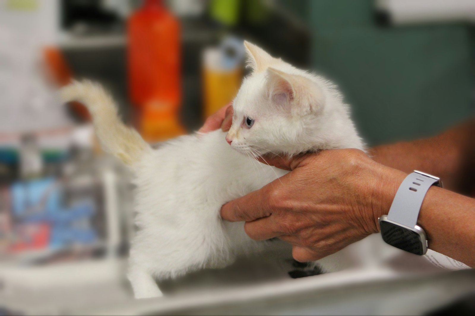 Veterinary surgery