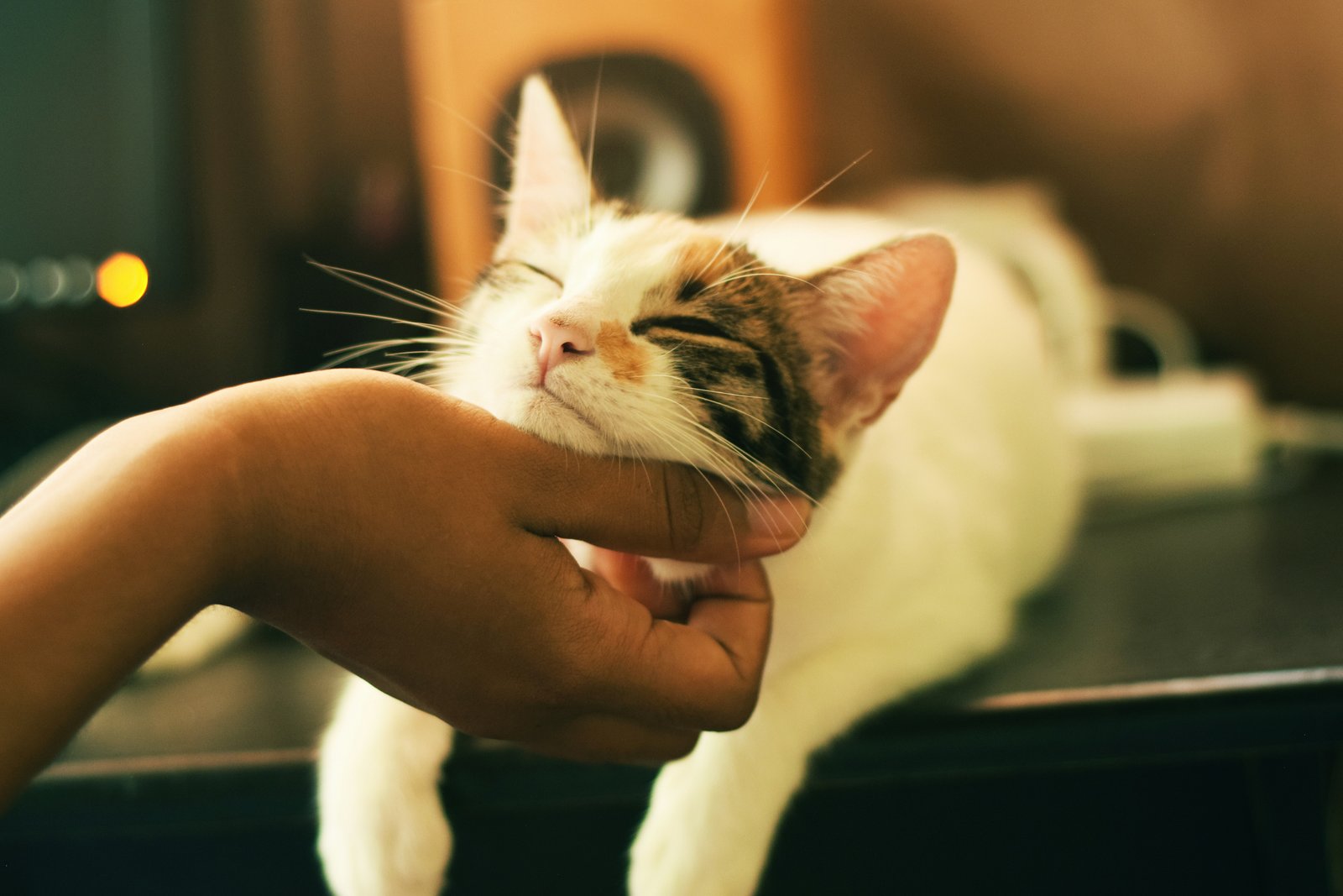Compassionate veterinary care