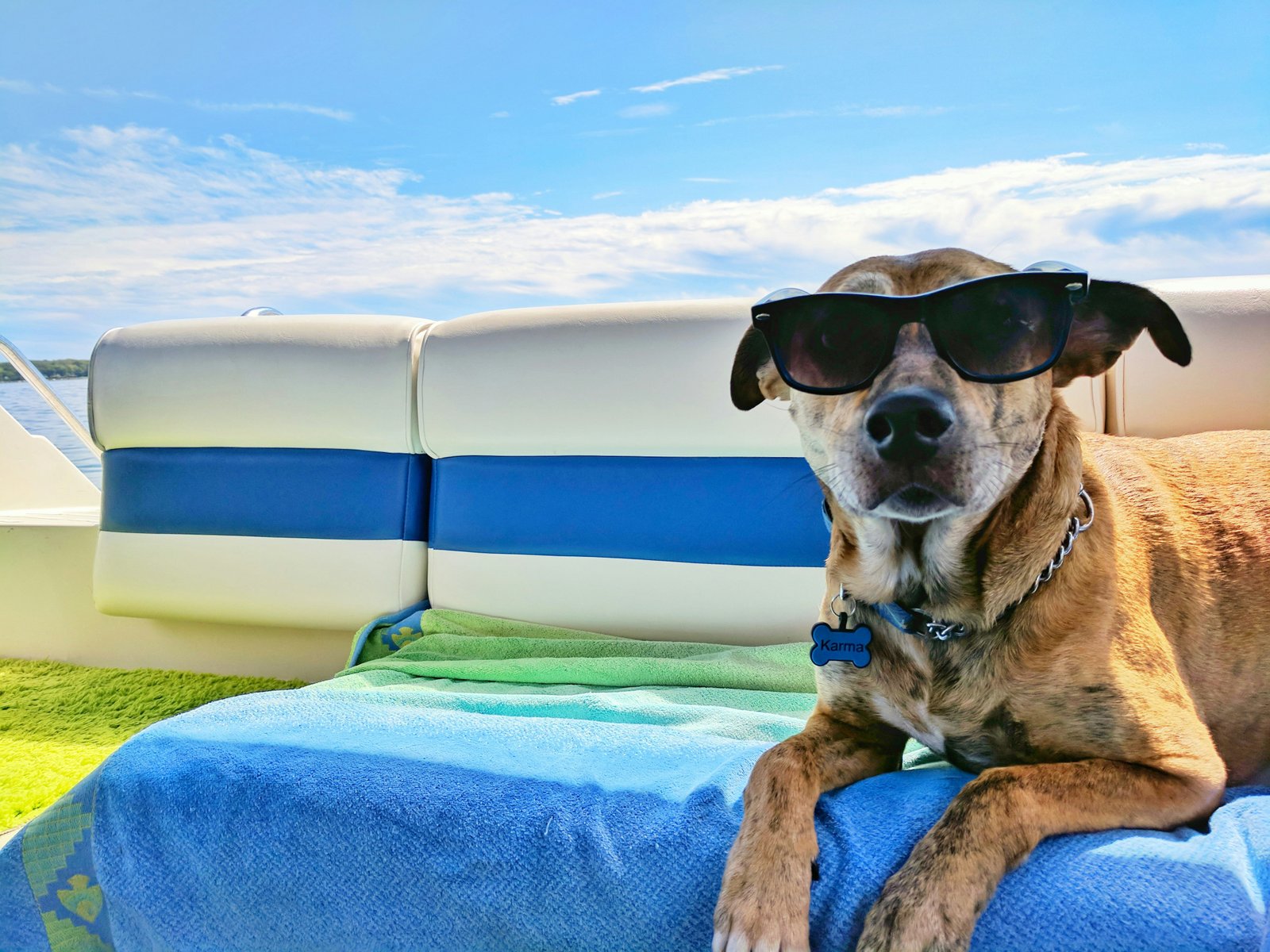 Pet travel services